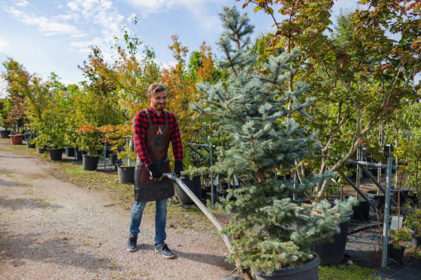 Trusted Stewartville, MN Tree Removal Experts