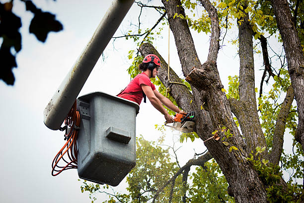 How Our Tree Care Process Works  in  Stewartville, MN